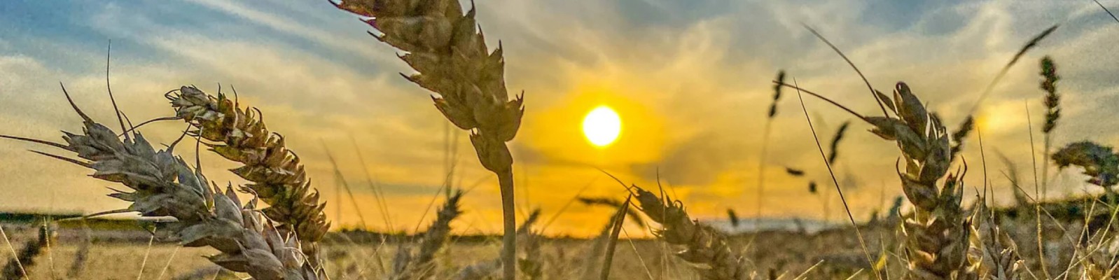 Brown wheat field during sunset
